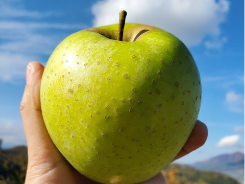 10月下旬～11月上旬 家庭用王林 3キロ箱7～11玉