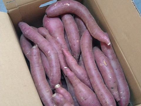 訳あり！熟成紅はるか　10kg  さつまいも