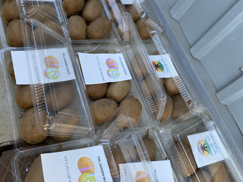 ビタミンいっぱい　ヘルシーキウイ🥝　GO GREEN!（1.5KG)