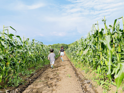 スイートコーン ゴールドラッシュ 4キロ