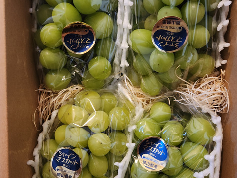 シャインマスカット2kg（岡山県産・種なし）