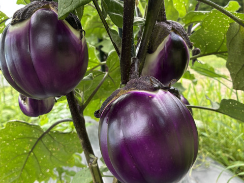 フィレンツェなす　ビステッカ