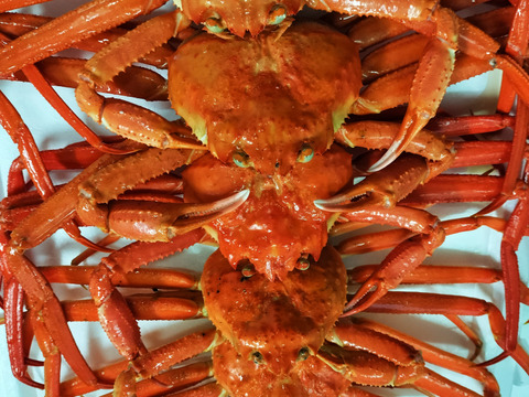 【山陰冬の名物】超お買い得！紅ズワイガニと松葉ガニ　3杯ずつのセット