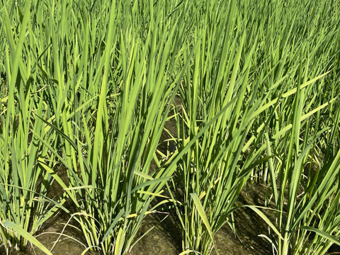 有機たっぷり！妙高産コシヒカリ特上特別米（5㎏）