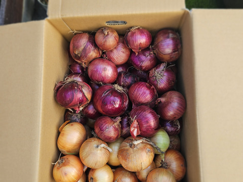 ダブル玉ねぎセット　10kg