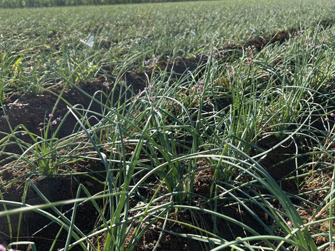 お試し価格【メール便配送300g】沖縄 伊江島特産　軟白島らっきょう 300g