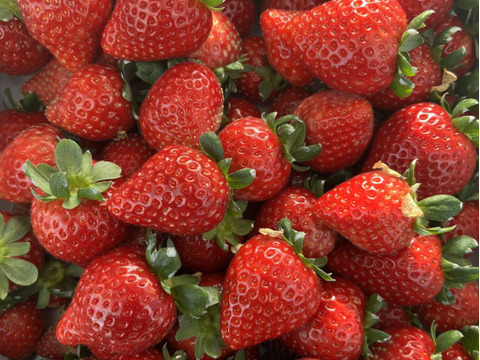 農家直送　採れたてのいちご食べたことある？　平詰め400g前後
完熟新鮮いちご　　とちおとめ