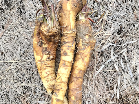 天然山わさび300g【農薬不使用雪ノ下にんじんプレゼント！】