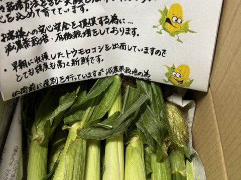 🌽美白のヤングコーン 【 20本 】トウモロコシ王子👑が作った