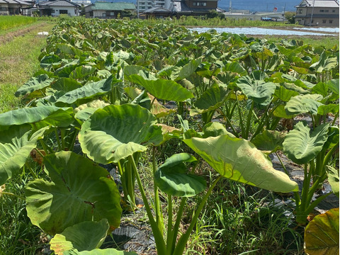今が旬！里芋(愛媛農試V2号)のおいしさをお届け(3キロ)