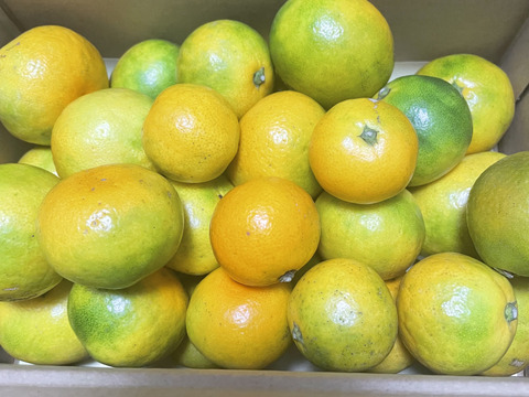 有田みかん【完熟ゆら早生】2kg（箱込）