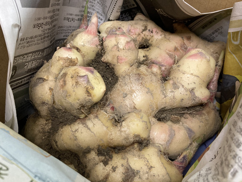 【高知県産】新生姜　1㎏【2025年10月】＃栽培期間中農薬・化学肥料不使用