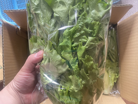 農薬を使わずに育てた『リーフレタス』　岩手県の涼しい山の中で天然の湧き水で育てました。まだ、不揃いなのでお試し価格！！　この機会にお試しください。『あさどれ』『新鮮』