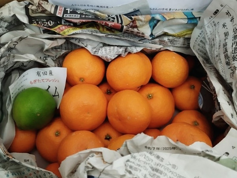 高林早生みかん　3ｋｇ