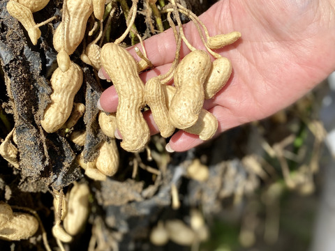 大粒落花生（生） おおまさりネオ（1.0kg）