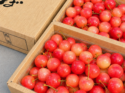🍒週末限定セール🍒【朝どれ】《佐藤錦》さくらんぼ 山形県東根産 1kg M.L.2L混合 ご家庭用　【父の日】【お試し】