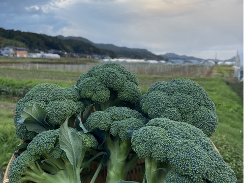 筋肉もりもり！ブロッコリー