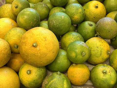 【猫丸様専用】秋のスペシャルセット