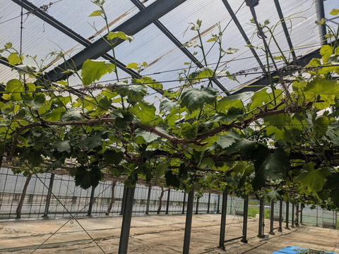 【一粒の甘さ】ぶどう食べ比べセット180g程度×5p