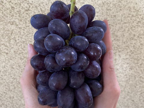 【数量限定販売:1kg以上！】黒のタンゴ  1kg箱