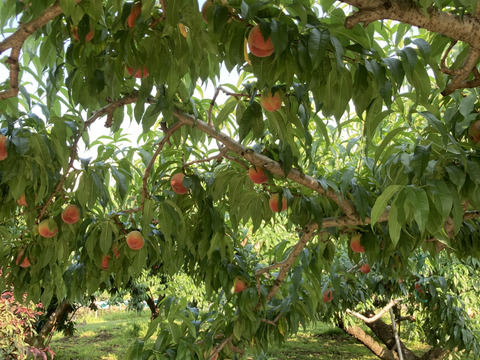 【贈答用】品種おまかせ♪7月の桃詰め合わせ1.5kg