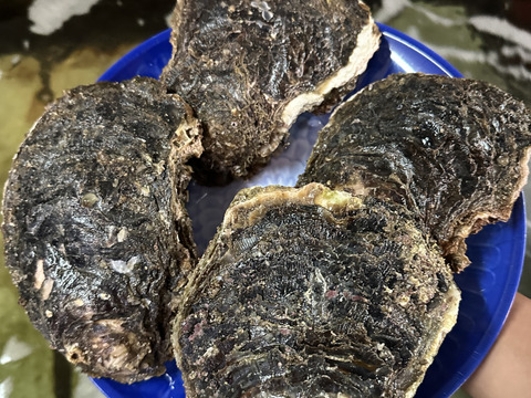 日間賀島産　天然岩牡蠣　特大