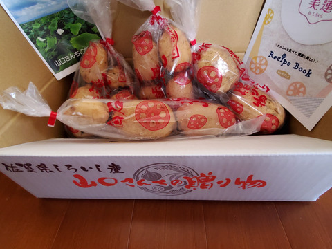 【今が旬のれんこん】産地白石町のホクホクもちもち蓮根2kg(500g×4袋)