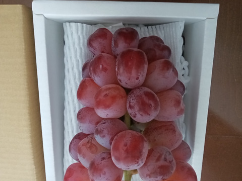 9月26日頃より！超希少新品種　富士の輝き　1房700g以上　通称ブラックシャインマスカット！