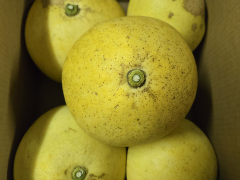 ★完全自然栽培品　晩白柚　（文旦）　ザボン　7玉 5k～