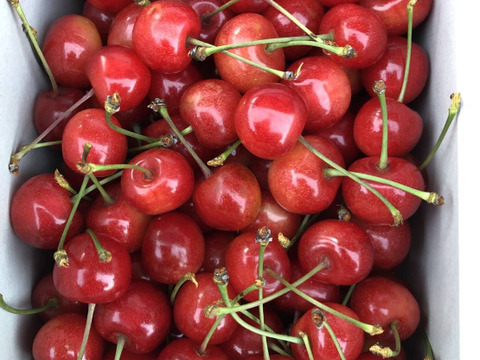🍒⚠️期間限定【祝✨新規出品特別価格】🍒【訳あり】【佐藤錦】【M・L混合】【1kg】山形県東根産　※色のばらつき、双子、傷、多少のうるみ等有り