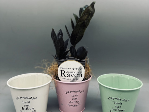 【希少品種！】ザミオクルカス・レイヴン　ブリキ３．５号（選べるブリキ鉢）
