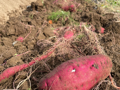 2024年【べにはるか】北海道産さつまいも　4.5kg