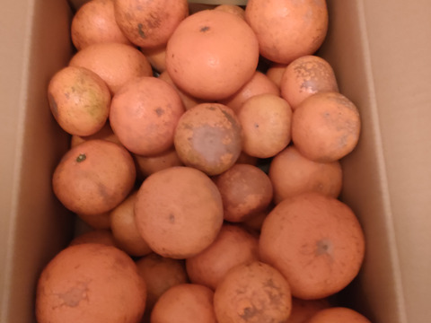 【数量限定〈ジュース用〉・通常品の半額！】昔懐かしい味！希少な有機栽培和歌山有田みかん古果園【有機JAS認証みかん】規格外.外観（見た目が悪い）・サイズ混合・お得な！5kg