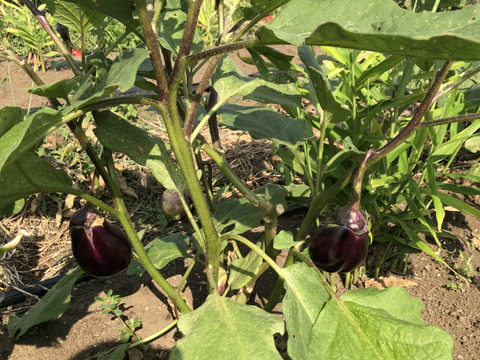 農薬・化学肥料不使用 水なす (泉州絹川水茄子)(3kg)(500g×6袋)瑞々しく生で食べられます！