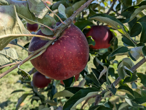 甘さと酸味のバランス良好「秋映」（自家用）10㎏