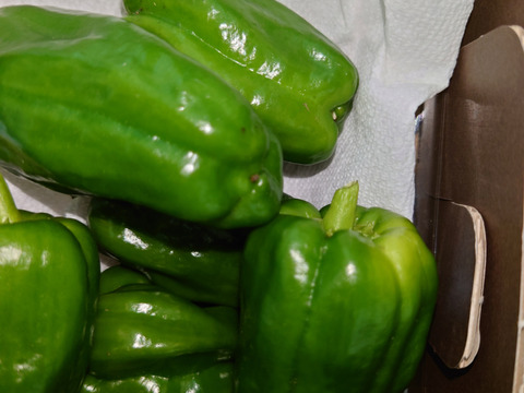 野菜ソムリエプロが作る旬の夏野菜セット