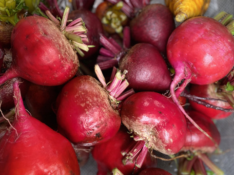 【食べくらべ】　京都産　ビーツ　カラフル3色　約1.5kg　(葉なし泥つき5～9個程度 )