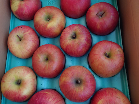 【大玉🍎】葉とらずサンふじ🍎訳あり５Kg　青森県産
