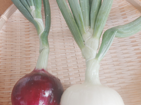 淡路島産たまねぎ赤【予約販売開始　数量限定】自然栽培★希少★固定種 在来種専門農家
（ 淡路産Awaji369farmからお届け）農薬不使用　無肥料栽培　内容【淡路島産　固定種　赤玉葱】3キロ