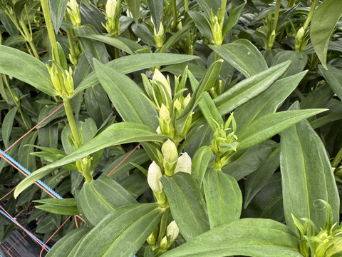 リンドウ　３品種　15本　クール便