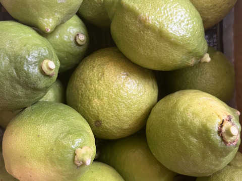 防腐剤、ワックス不使用　皮ごと使用激安広島県産レモン 訳あり三級品 2ｋg(約20個入)即日発送可能