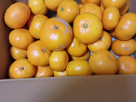 本日最終！【訳あり】濃厚なコクと酸味がおいしい！有田みかん★自家製堆肥栽培★定番5kg★和歌山★