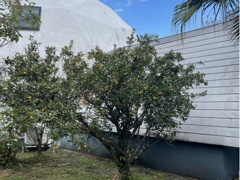 食べごろ！世界自然遺産『屋久島』のキンカン1.5kg