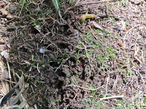 春の味覚盛り合わせ　たけのこ1.3キロとタラの芽300グラム　京都産　天然