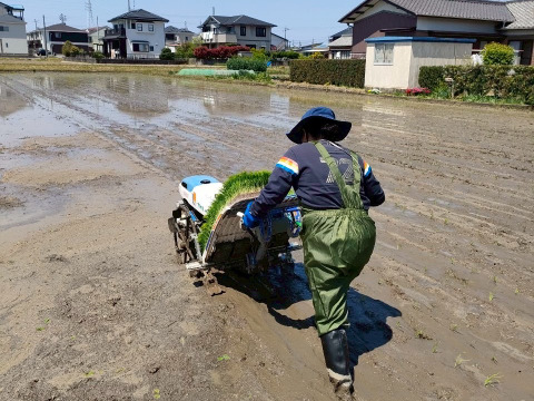 【令和7年新米】天日干し　コシヒカリ2kg