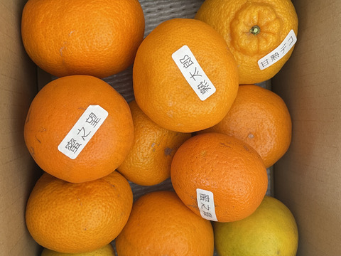 【柑橘食べ比べ】甘～いみかん！お手頃価格で食べきりサイズ！旬のこだわり柑橘をまるごと楽しむ！４～５種類入り！何の品種が入っているか「お楽しみかん」 ご家庭用　約2kg入【商品番号999】