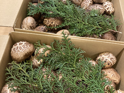 【たっぷりお買い得】1.8kg 原木栽培 生しいたけ 原木椎茸