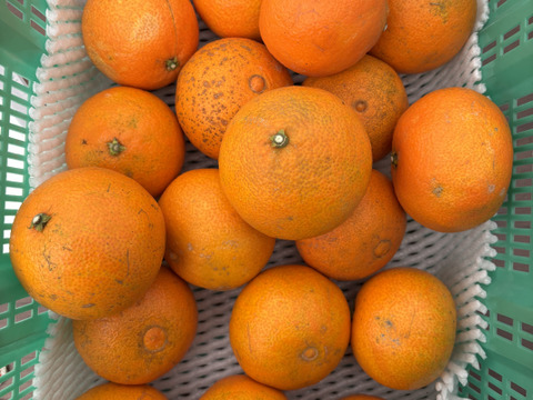 【訳あり】加工用 まどんな3kg ★特別栽培認証★