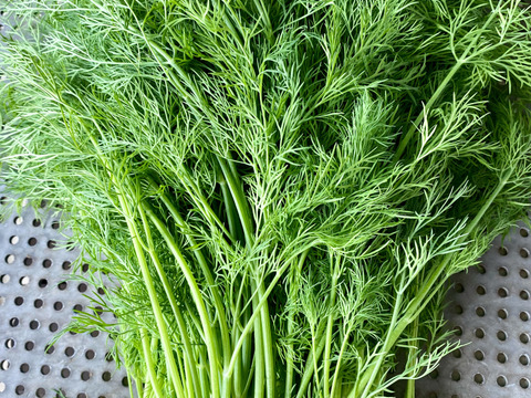 栽培期間農薬不使用　ディル　500グラム