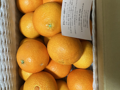 愛まどんな家庭用1.5㎏